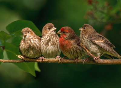 Пение птиц помогает справиться с депрессией и стрессом