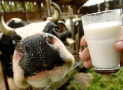 Молоко может исчезнуть с прилавков магазинов на время