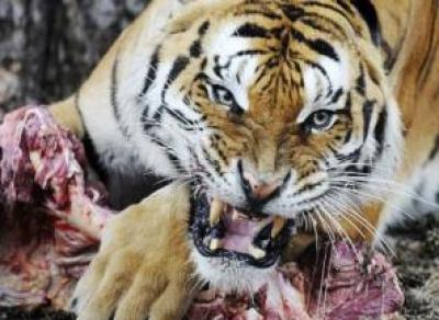 В зоопарке Великого Устюга будет жить тигрица-людоед