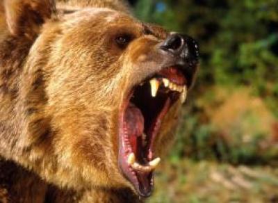 В Грязовецком районе медведь задрал 33-летнего охотника