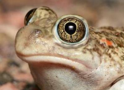 Прокуратура Вологды требует запретить сайт, где продаются сушёные жабы