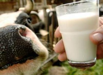 Вологодчина – лидер по производству молока