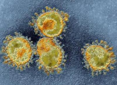 Вологжане распространяют ложь о коронавирусе