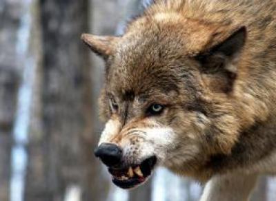В Вытегре волки загрызли собаку