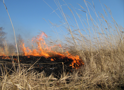 На Вологодчине уже произошло 46 загораний сухой травы