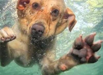 Живодёры утопили собаку в реке