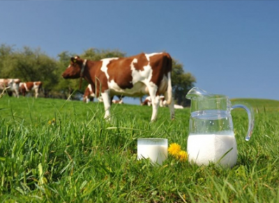 11 июня в Харовском районе пройдет «День молока» 