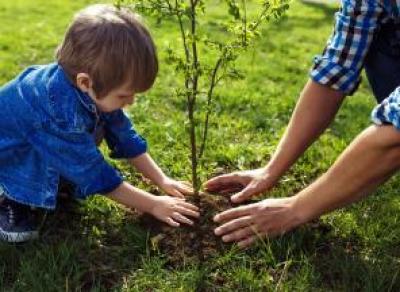 Проект «Дерево семьи» получит старт в областной столице