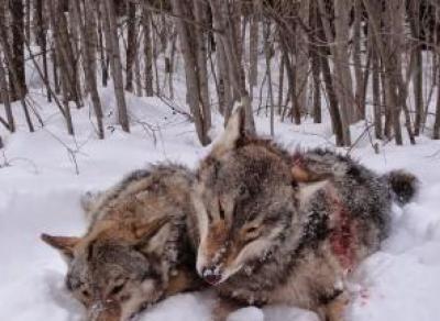 67 волков убито на Вологодчине за начало 2020 года