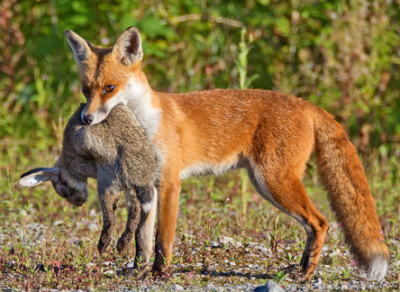 С 15 сентября начинается сезон охоты на лисицу и зайца