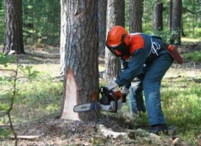 В Шекснинском районе вальщика леса зарезали на работе
