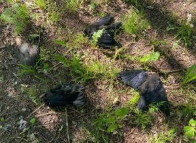 В Вологодском округе массовая гибель птиц