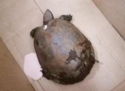В Белозерском районе живут черепахи?