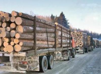 На Вологодчине замораживают экспорт древесины