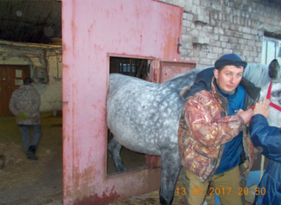 Череповецкие спасатели вызволили застрявшую в калитке лошадь