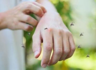 Учёные выяснили, кого чаще кусают комары