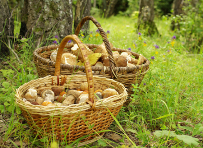 Троих грибников вывели из леса спасатели в Вытегорском районе
