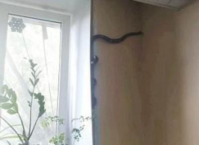 Змея забралась в вологодский офис