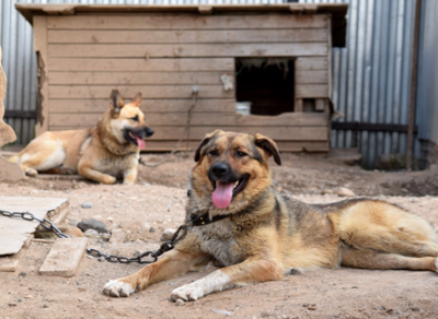 Общество защиты животных «Велес» получило президентский грант на профилактику бездомности животных 