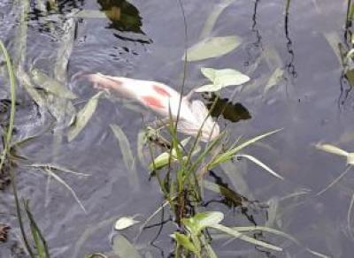 В Белом озере гибнет рыба