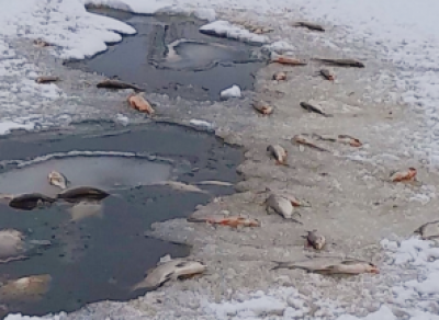 Специалисты сказали, почему в Вологде гибнет рыба