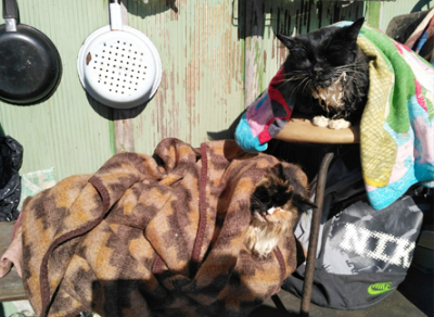 При пожаре в череповецком приюте для бездомных животных погибли 18 кошек