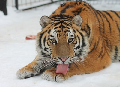 Спасенный от браконьеров амурский тигр Степа переедет в Великий Устюг