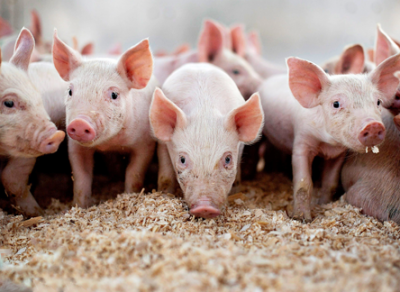 Жителя Рыбинска осудят за распространение на Вологодчине африканской чумы свиней