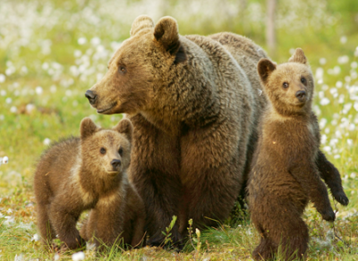 В Белозерском районе браконьер убил медведицу с медвежатами