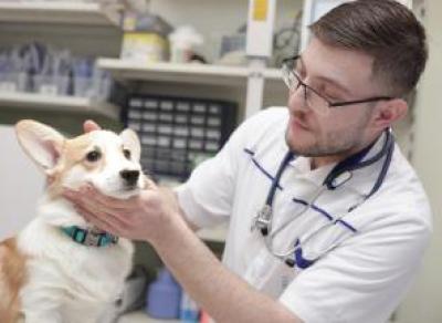 Вологодским медикам помогают ветеринары