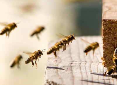 Череповчанину грозит до 2 лет лишения свободы за кражу пчел