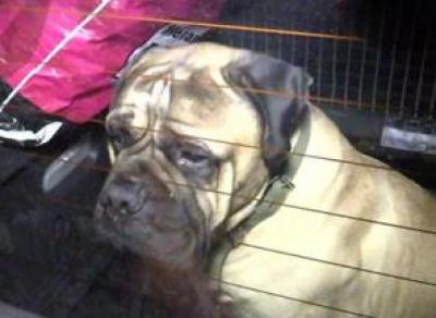Жители Санкт-Петербурга обнаружили собаку, запертую в автомобиле с вологодскими номерами