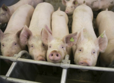 На Вологодчине отменён карантин по африканской чуме свиней