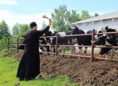 На Вологодчине освятили 2 тысячи коров 