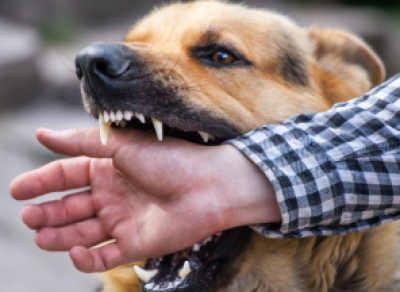 За укусы собак ввели штрафы до 200 тыс. руб.