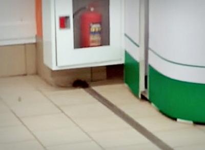 В Вологодском супермаркете обнаружили крысу