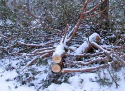 В Бабушкинском районе парень незаконно срубил около полсотни деревьев