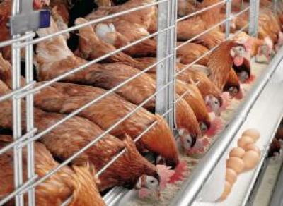 Вологодским птицефабрикам запрещено продавать кур