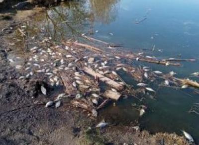 В пруду Ковыринского парка массово погибла рыба