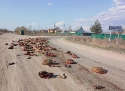 Жителей Нифантово напугали куски мяса на дороге