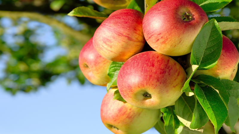 Уровень холестерина помогут снизить яблоки