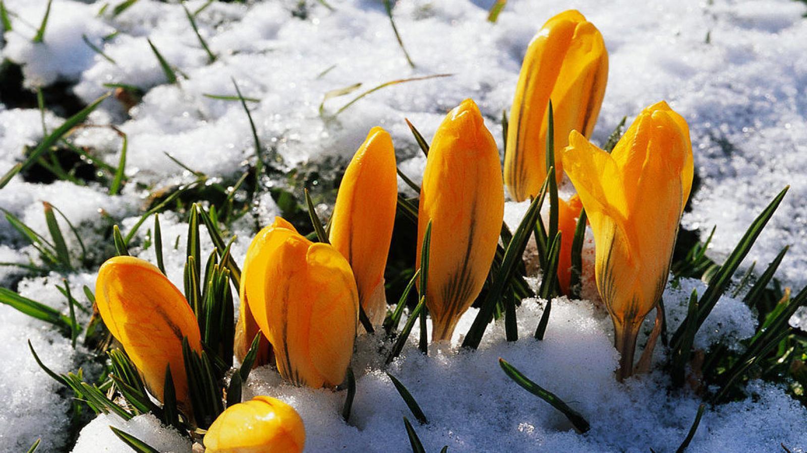 Синоптики обещают аномальное тепло в начале весны