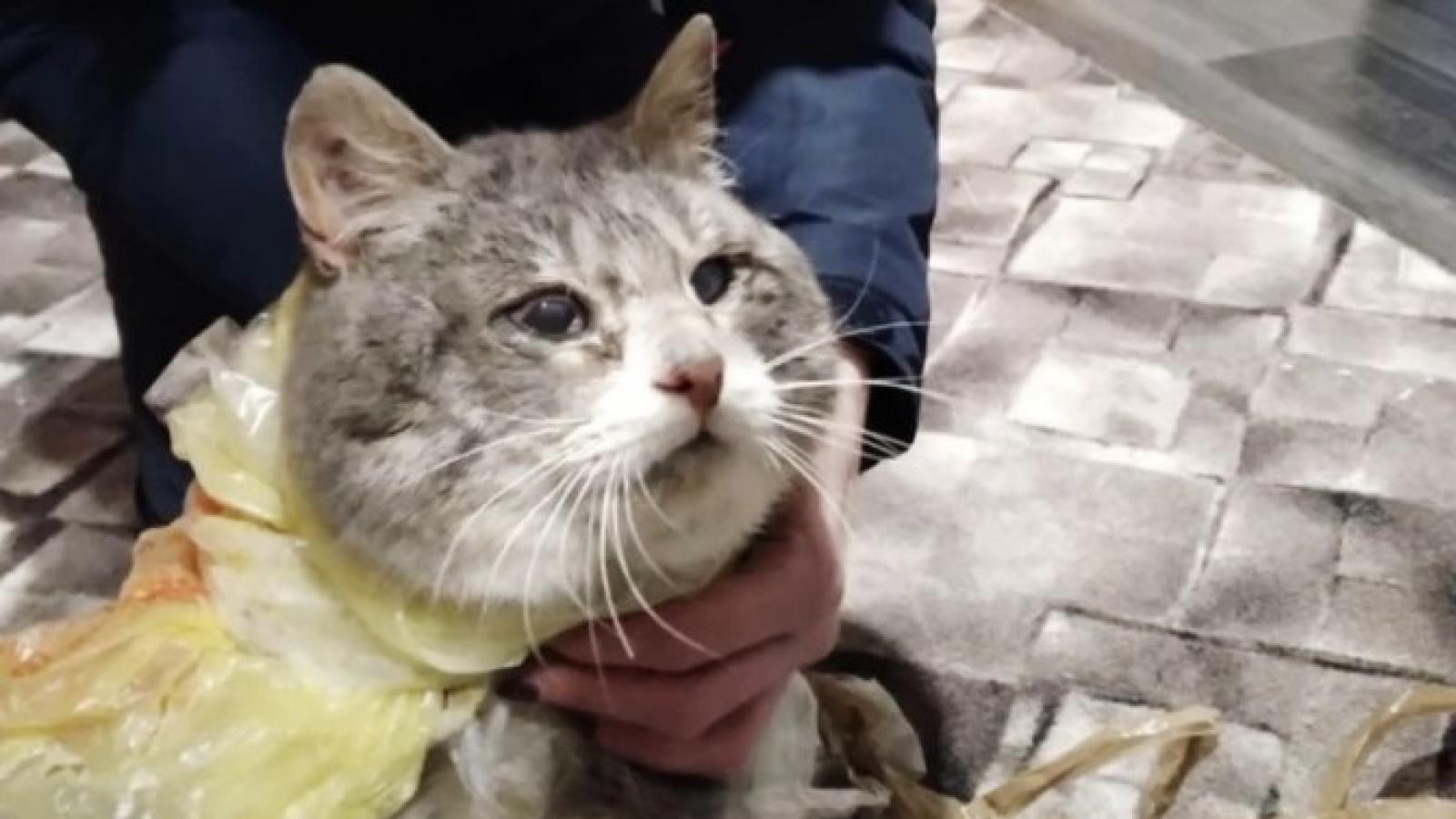 Кота спасли от живодёров в Бабаево