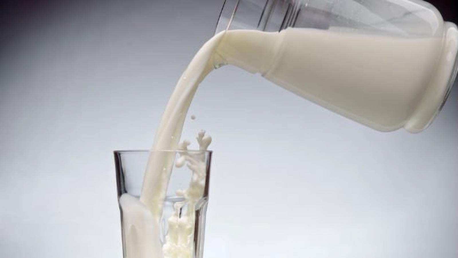 Шекснинское молоко признали одним из лучших в России