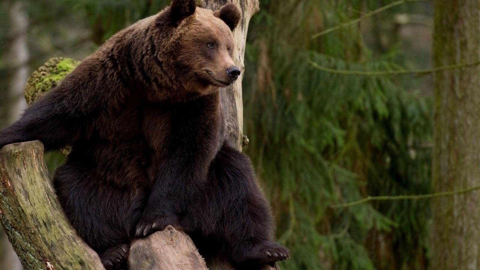 На Вологодчине до конца ноября продлится охота на медведей
