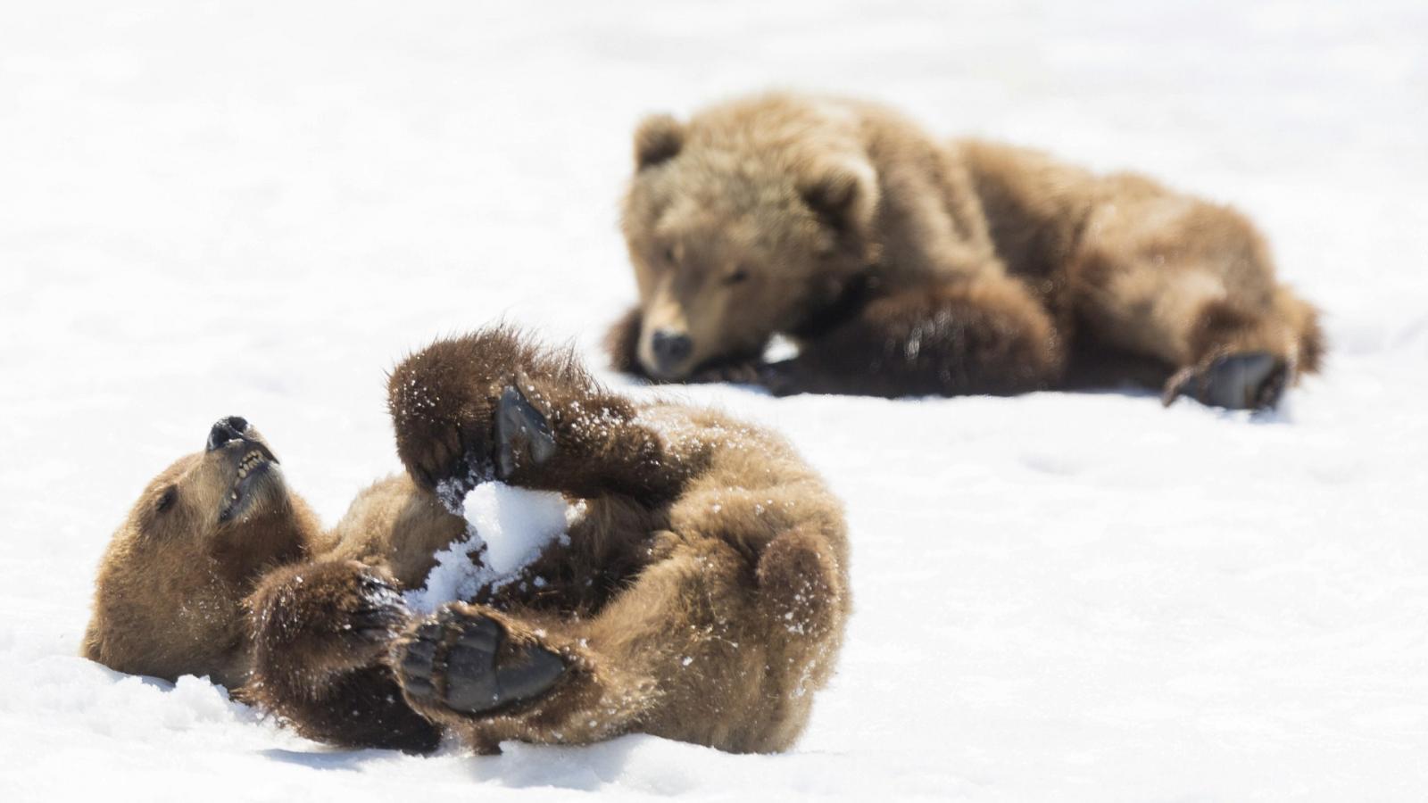 В Вологодской области нашли двух медвежат в разоренной берлоге