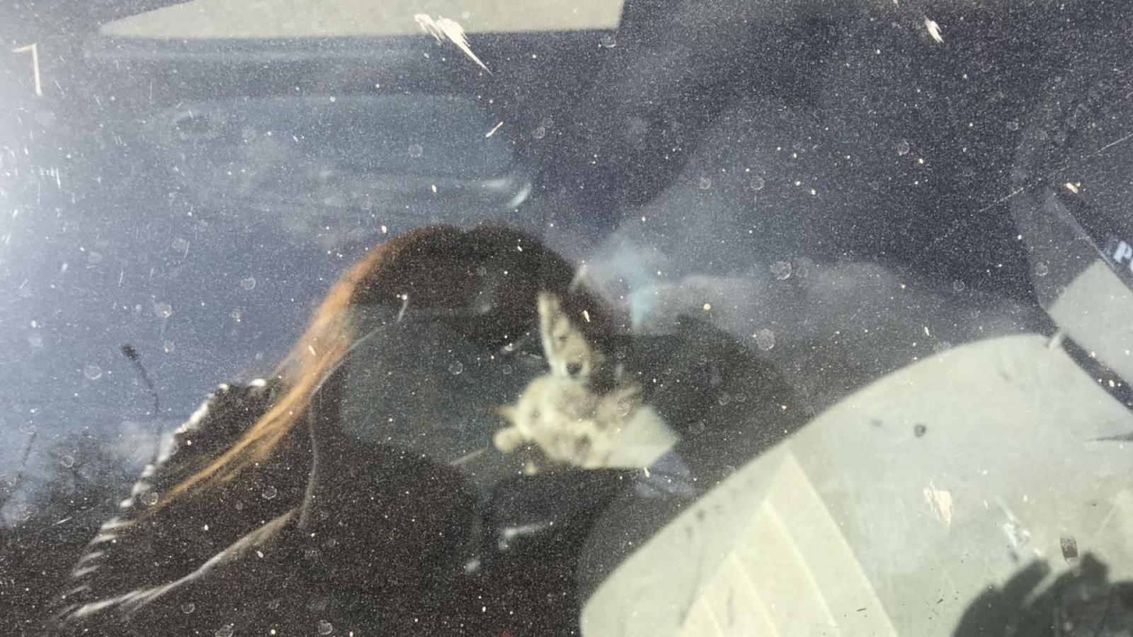 В Вологде спасли щенка, который сидел в запертой машине