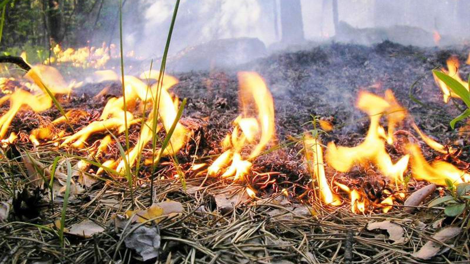 В Вологодской области объявлен пожароопасный период