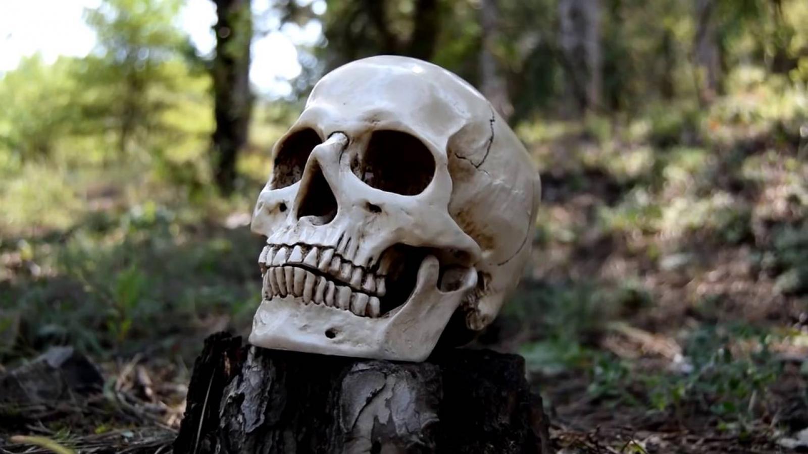 В Вологодской области в лесу нашли человеческие останки
