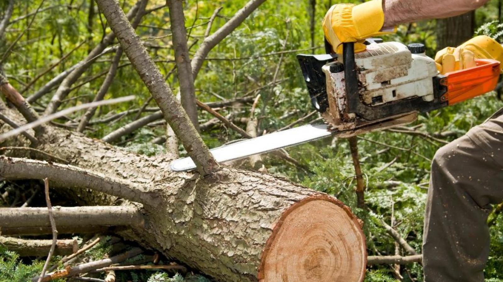 В Вологде хотят спилить около 250 деревьев